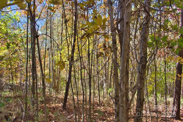 a close up of a tree