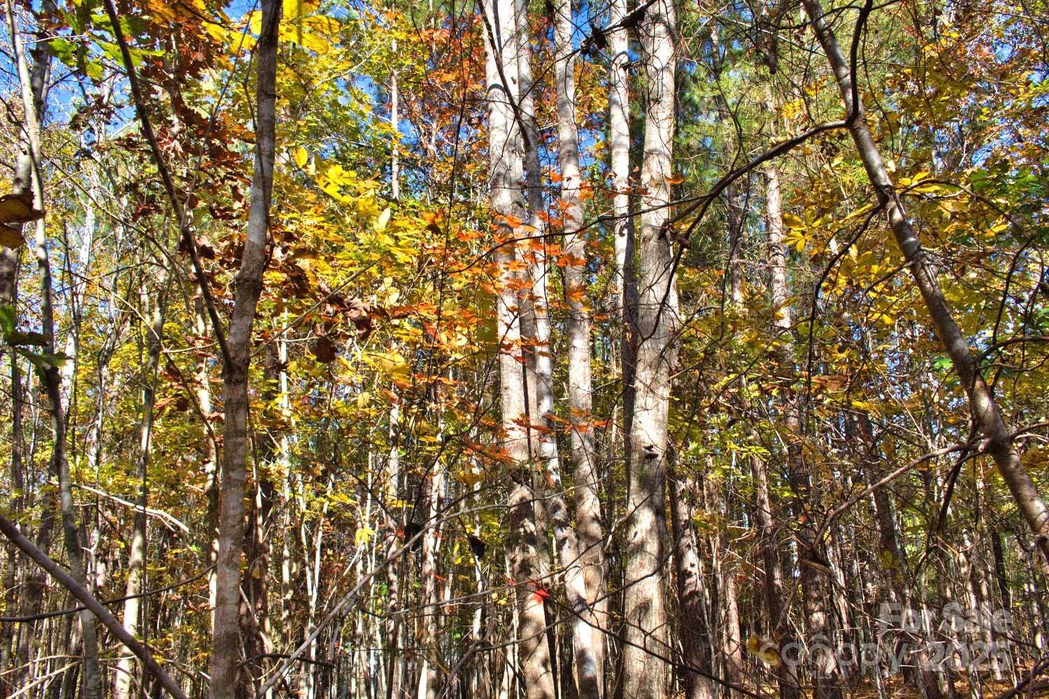 0 Creekside Circle, Unit 113 Rutherfordton, NC 28139 - Photo 4 of 4 a close up of a tree