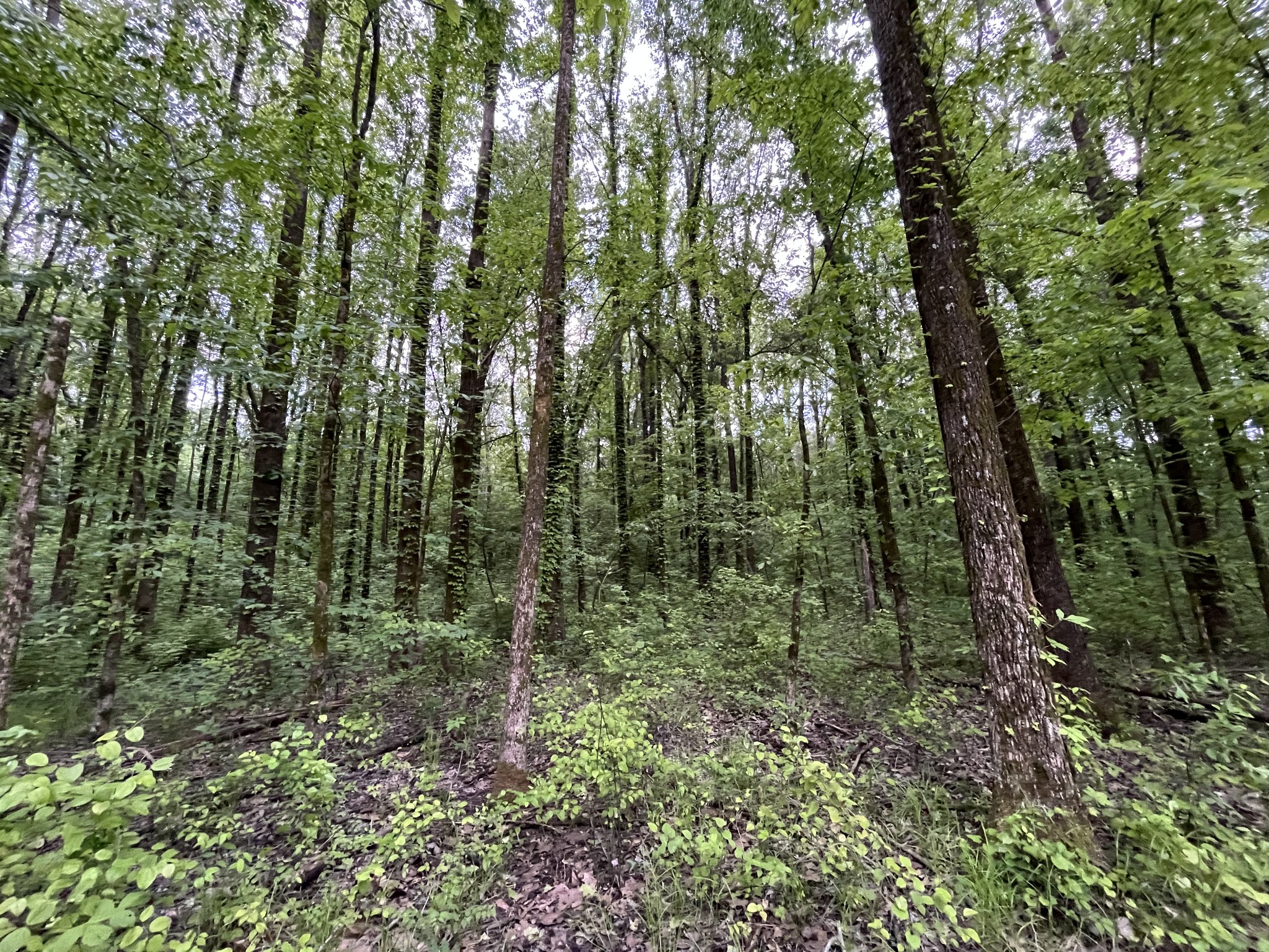 0 Millington Road Memphis, TN 38127 - Photo 16 of 31 Gallery Image 16