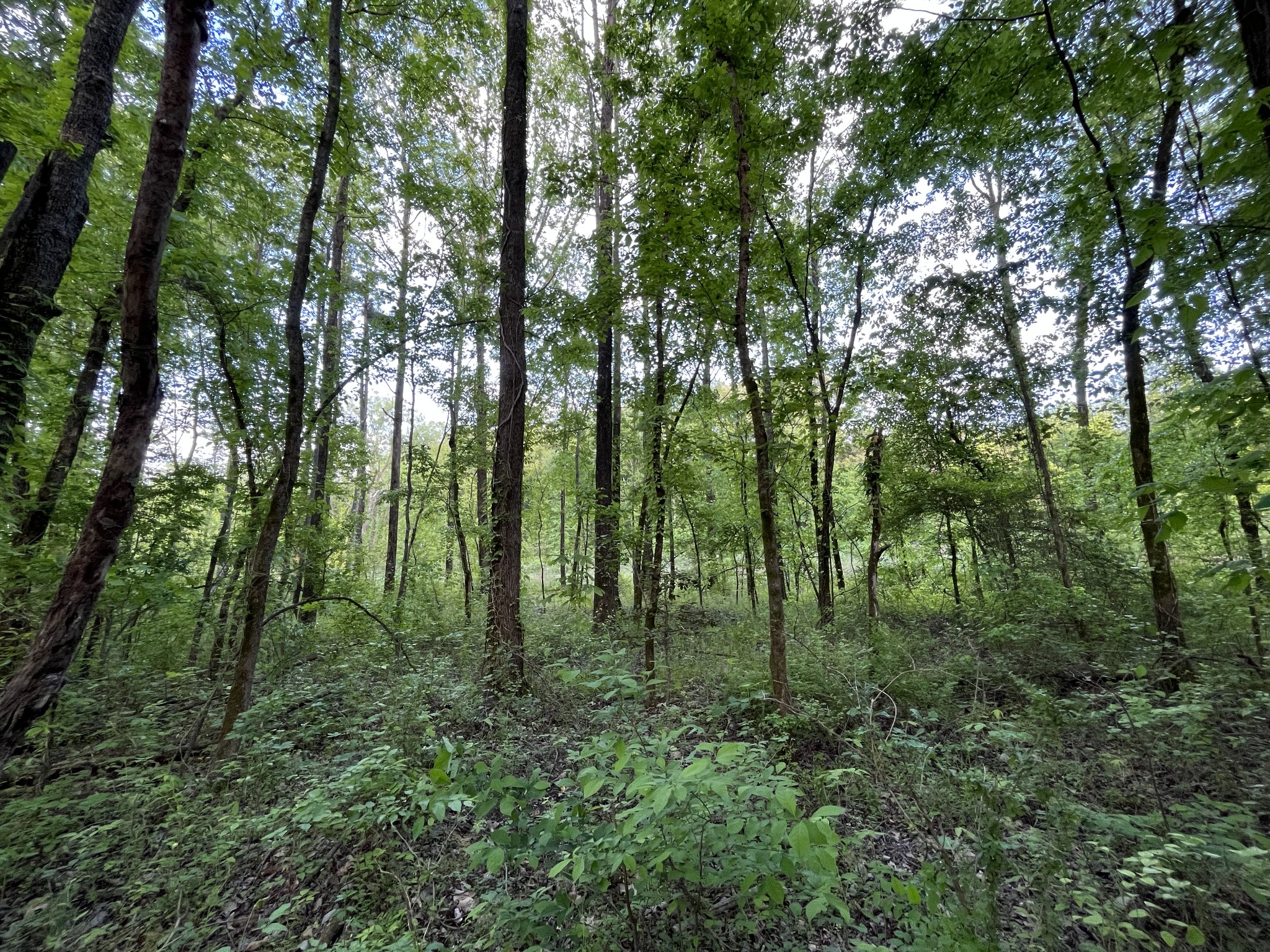 0 Millington Road Memphis, TN 38127 - Photo 21 of 31 Gallery Image 21