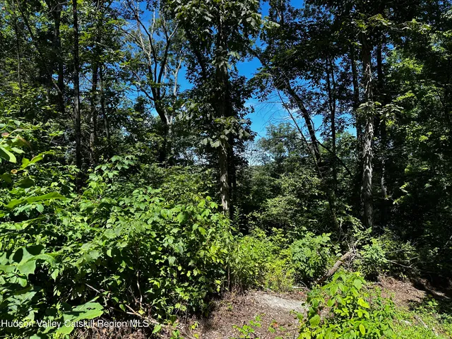 a view of a yard with plants and trees