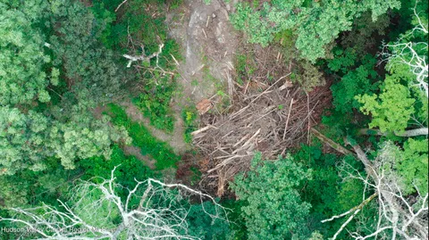 a view of a yard with large trees