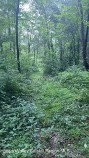 a view of a lush green forest