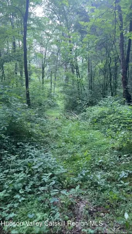 a view of a lush green forest