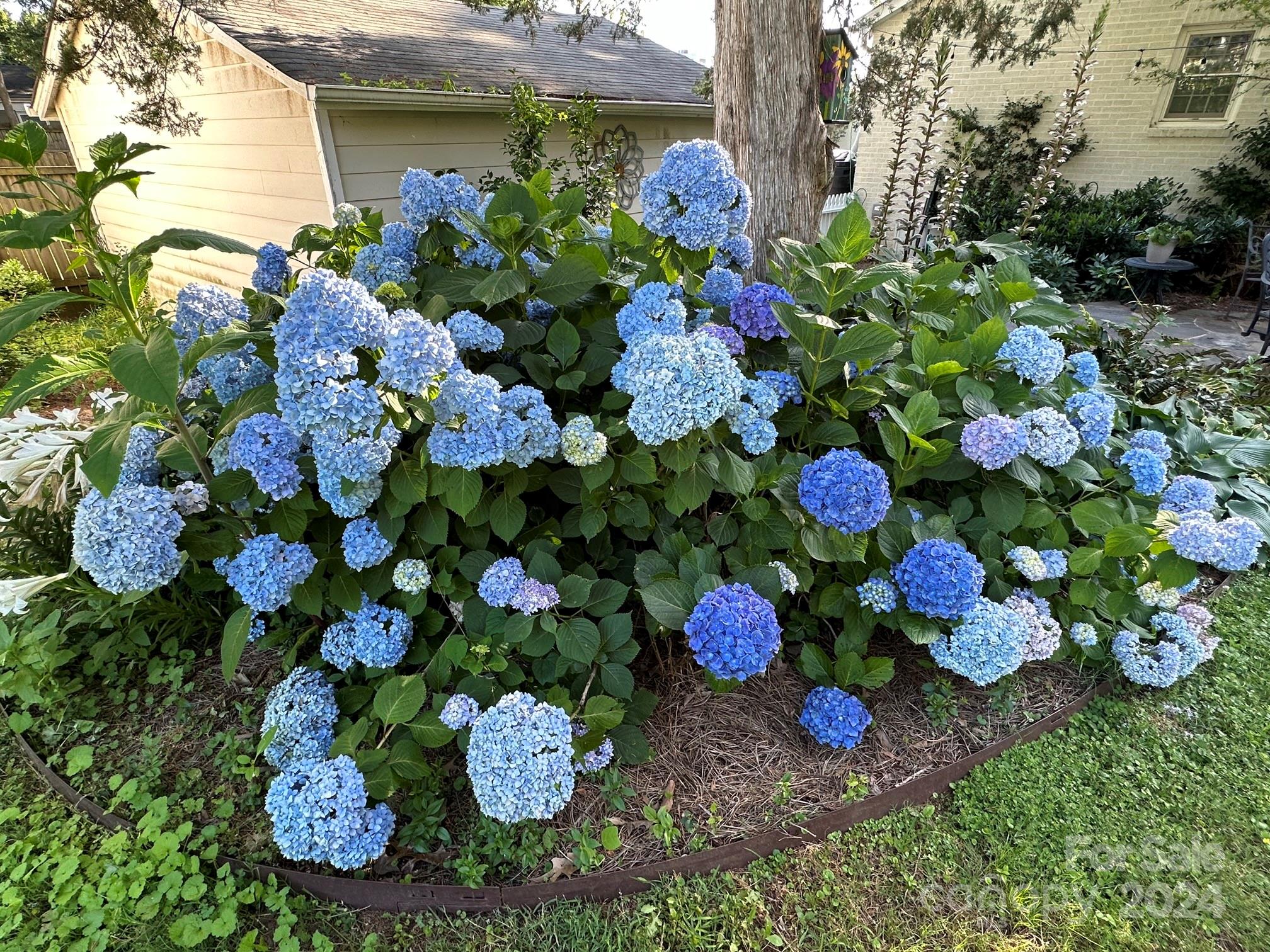 3233 Pinehurst Place Charlotte, NC 28209 - Photo 39 of 39 a bunch of flowers are in a garden