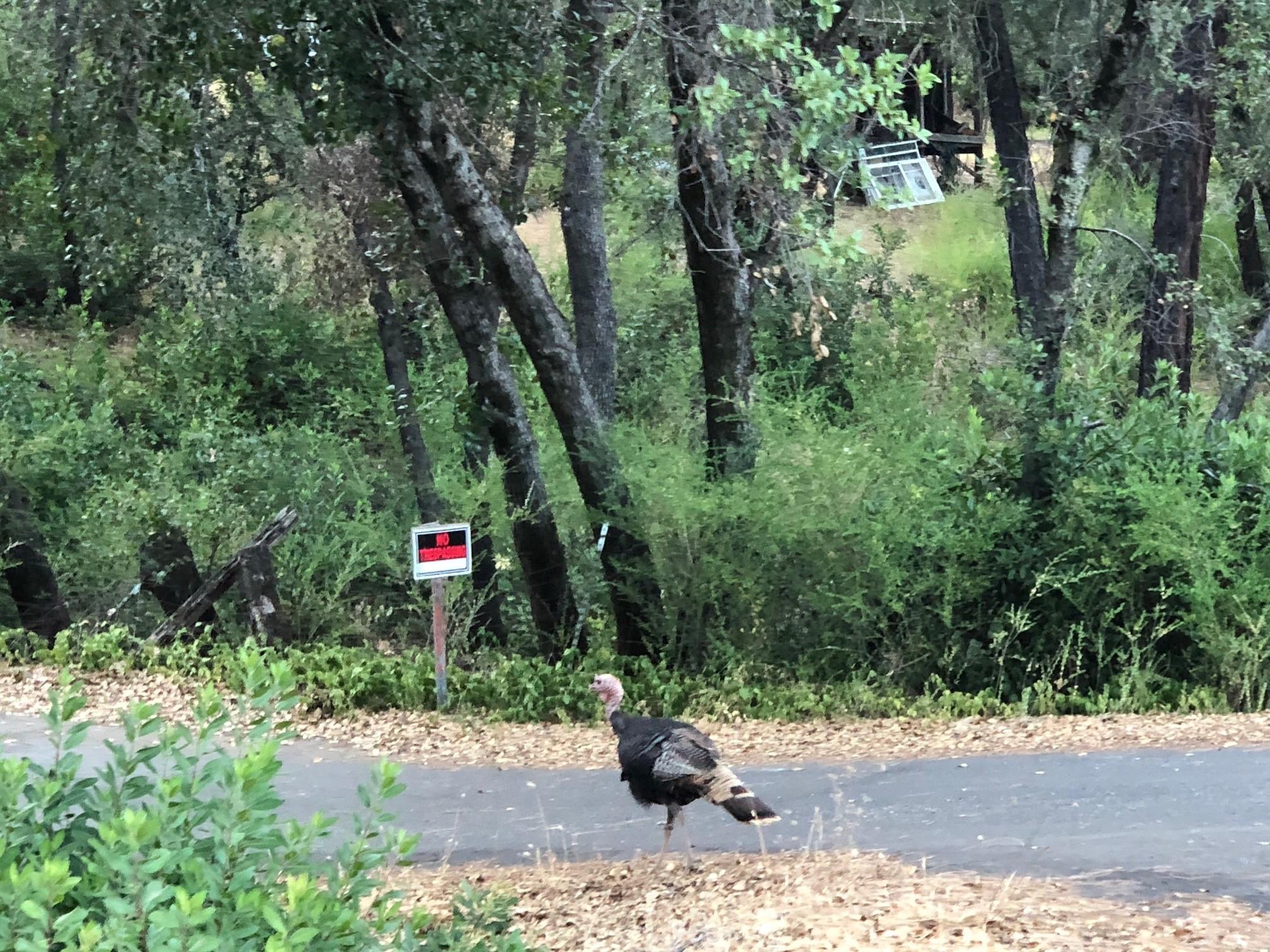0 Quail Run Road Redding, CA 96003 - Photo 11 of 11 Wild Life