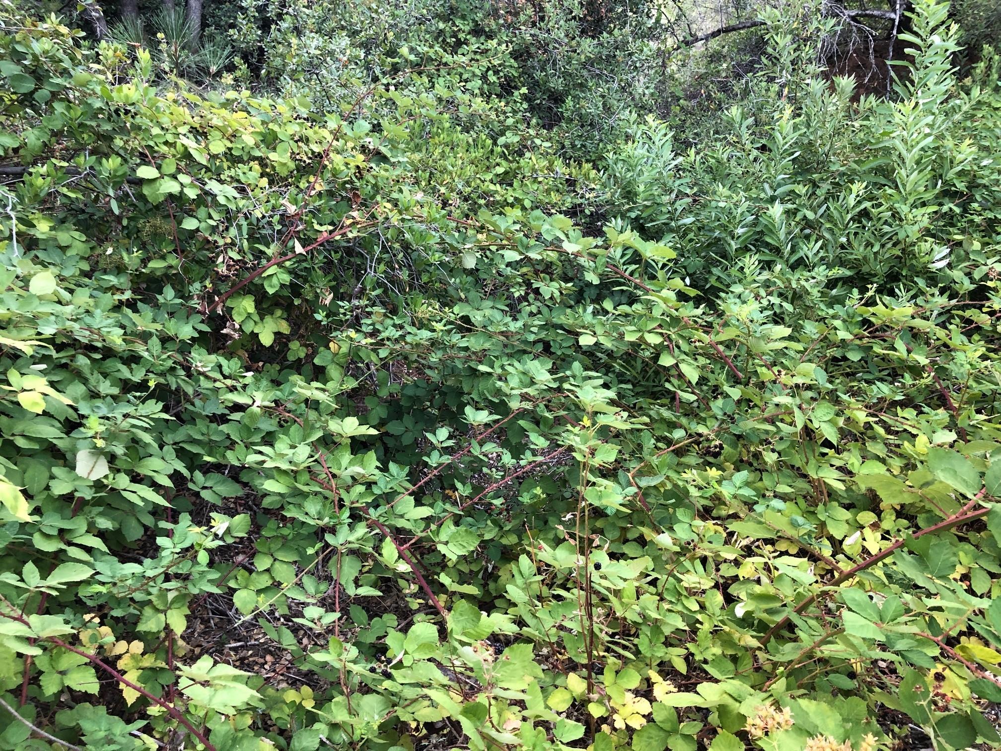 0 Quail Run Road Redding, CA 96003 - Photo 8 of 11 Berry Bushes