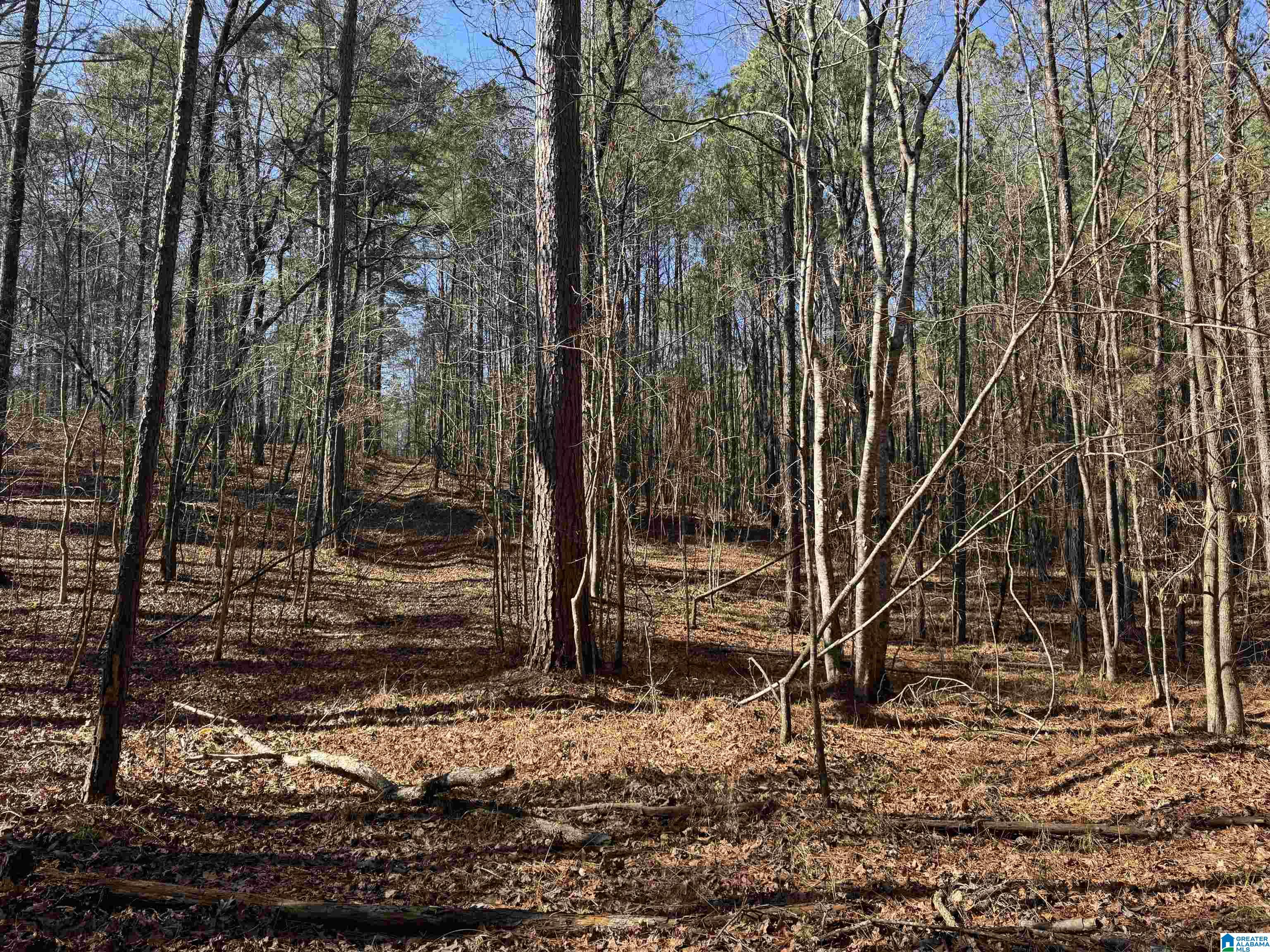 0 Booler Road Vance, AL 35490 - Photo 10 of 19