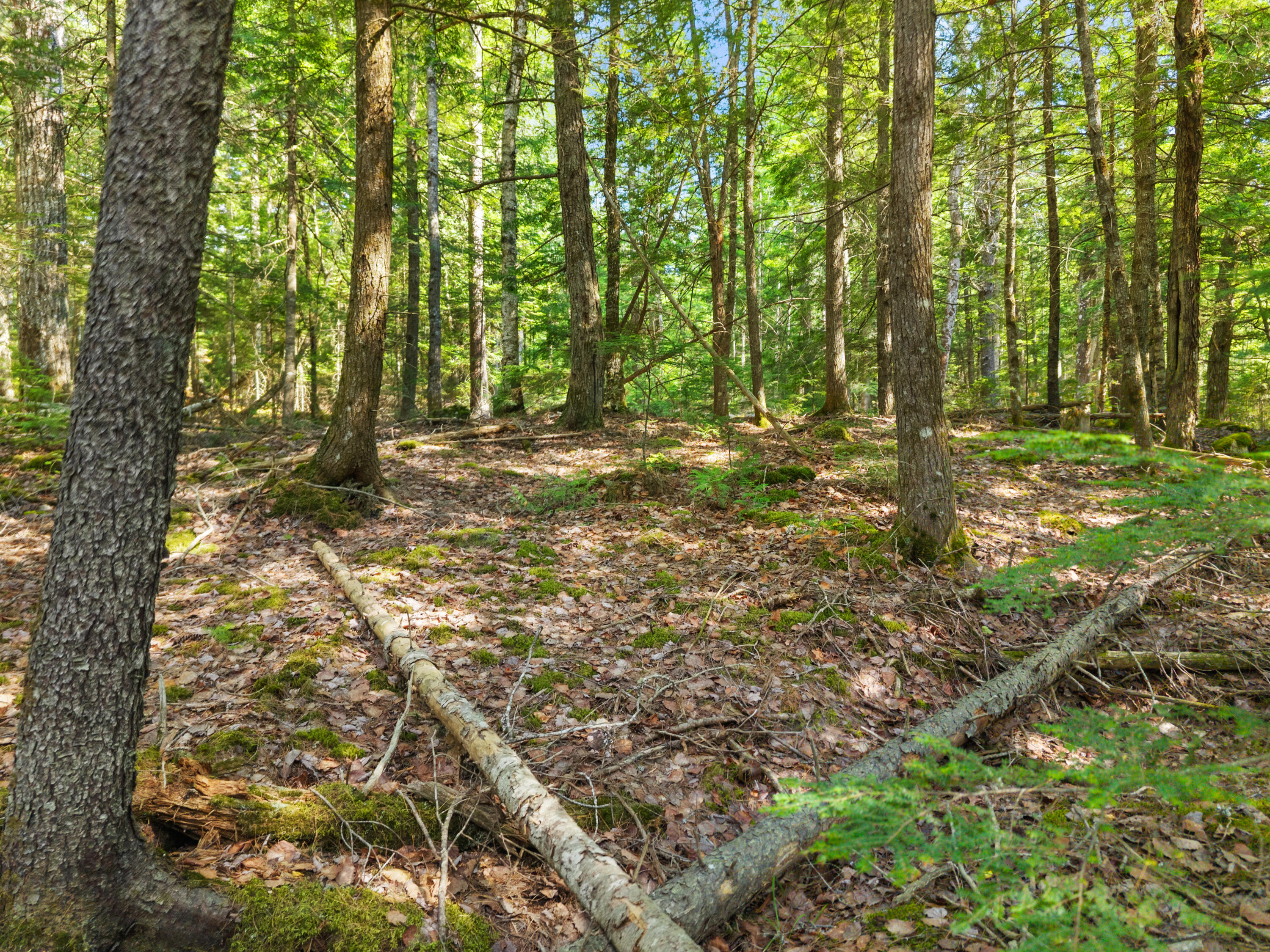 26 County Road Greenbush, ME 04418 - Photo 8 of 8 Forest