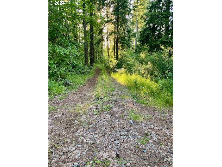 South Hult Road Beavercreek, OR 97004 - Photo 28 of 30 a view of a yard with trees in the background