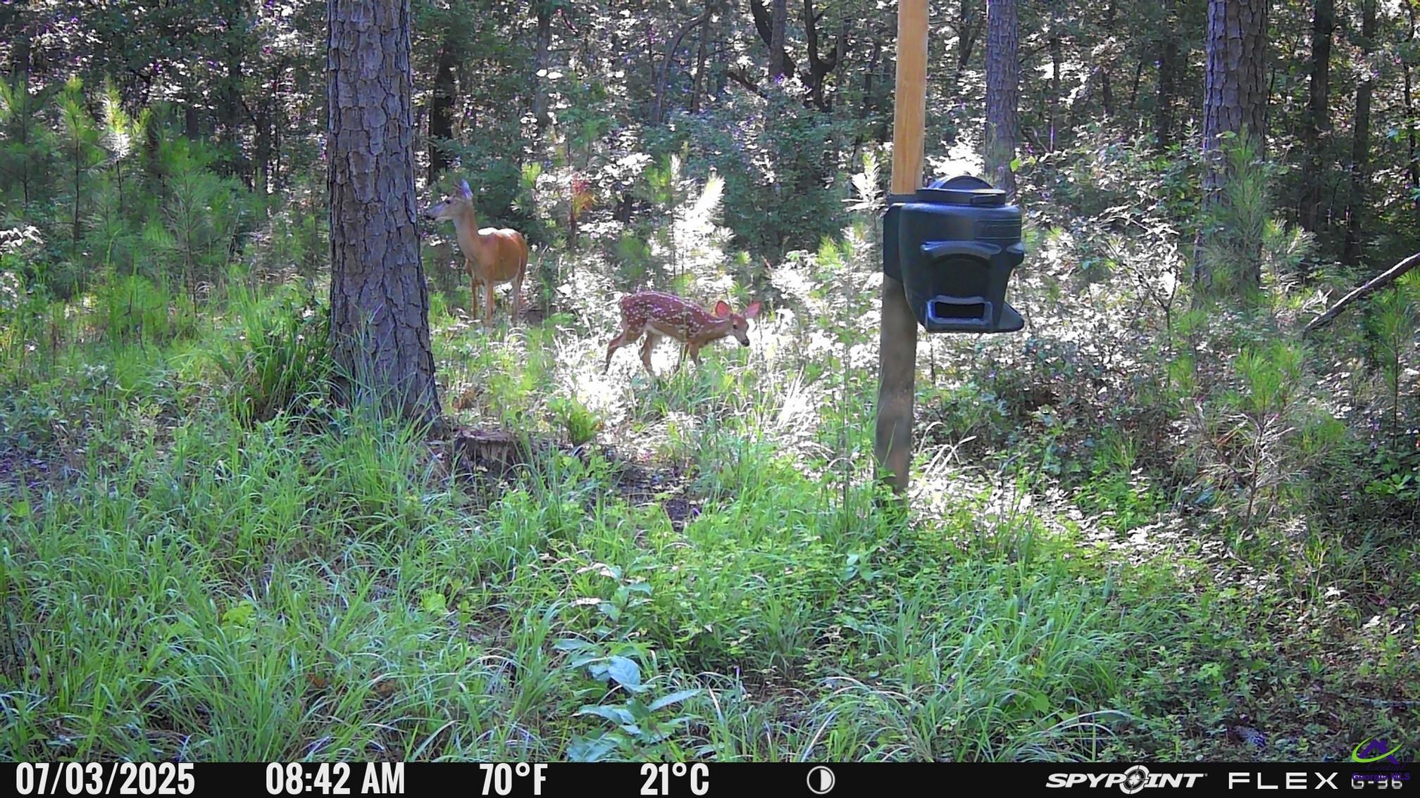 1351 Dixon Road Roberta, GA 31078 - Photo 7 of 26