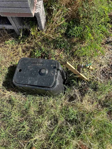 a plant is sitting in a forest