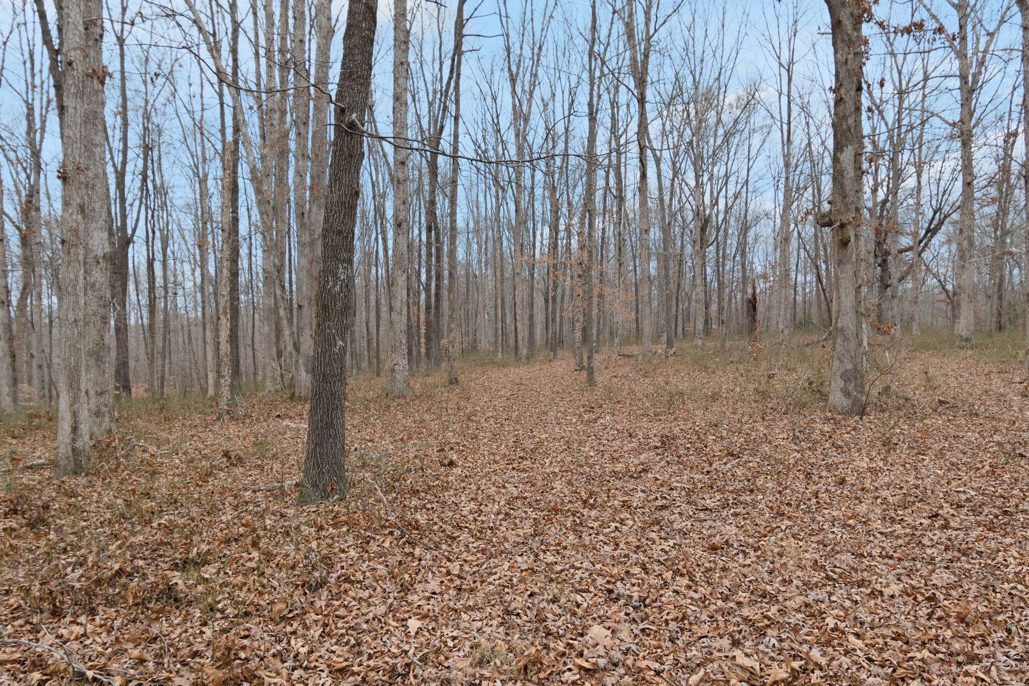 6000 Garrison Springs Road Franklin, TN 37064 - Photo 21 of 37 a view of wooden fence