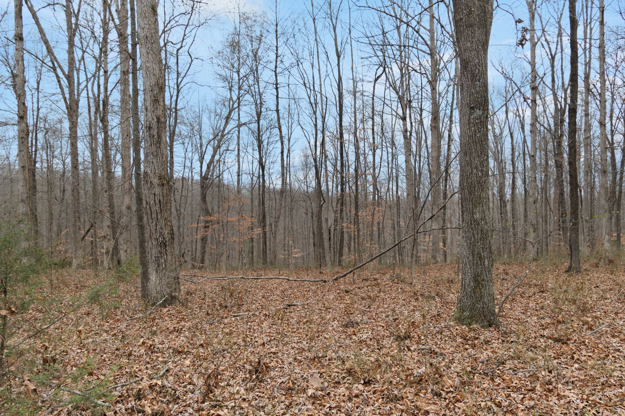6000 Garrison Springs Road Franklin, TN 37064 - Photo 24 of 37 a view of wooden fence