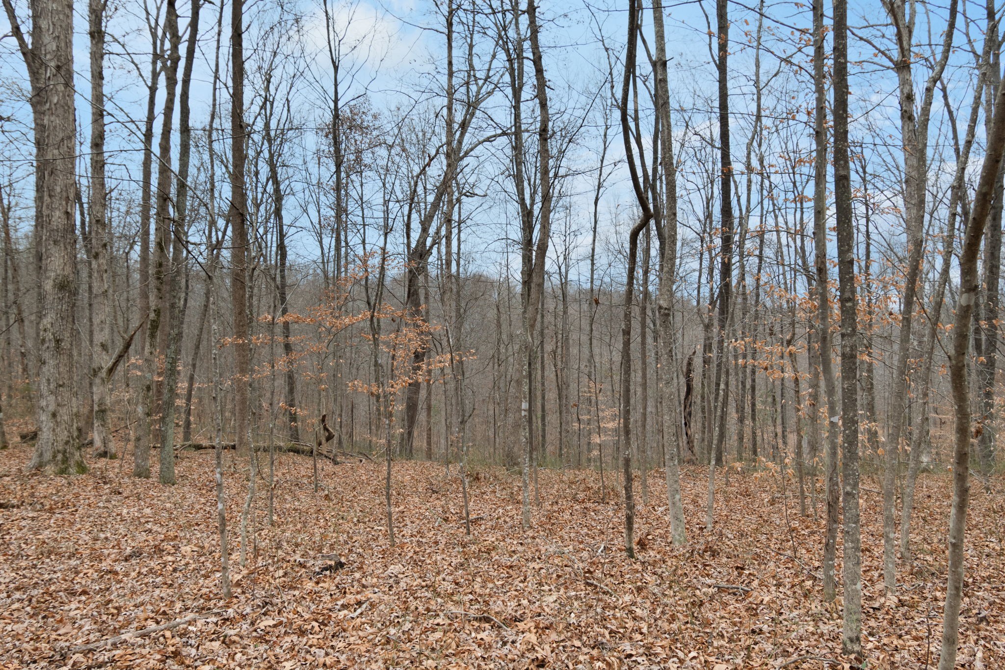 6000 Garrison Springs Road Franklin, TN 37064 - Photo 25 of 37 a view of a backyard of the house