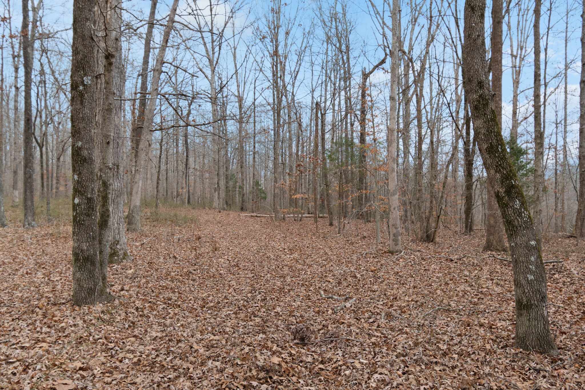 6000 Garrison Springs Road Franklin, TN 37064 - Photo 26 of 37 a view of a yard with trees