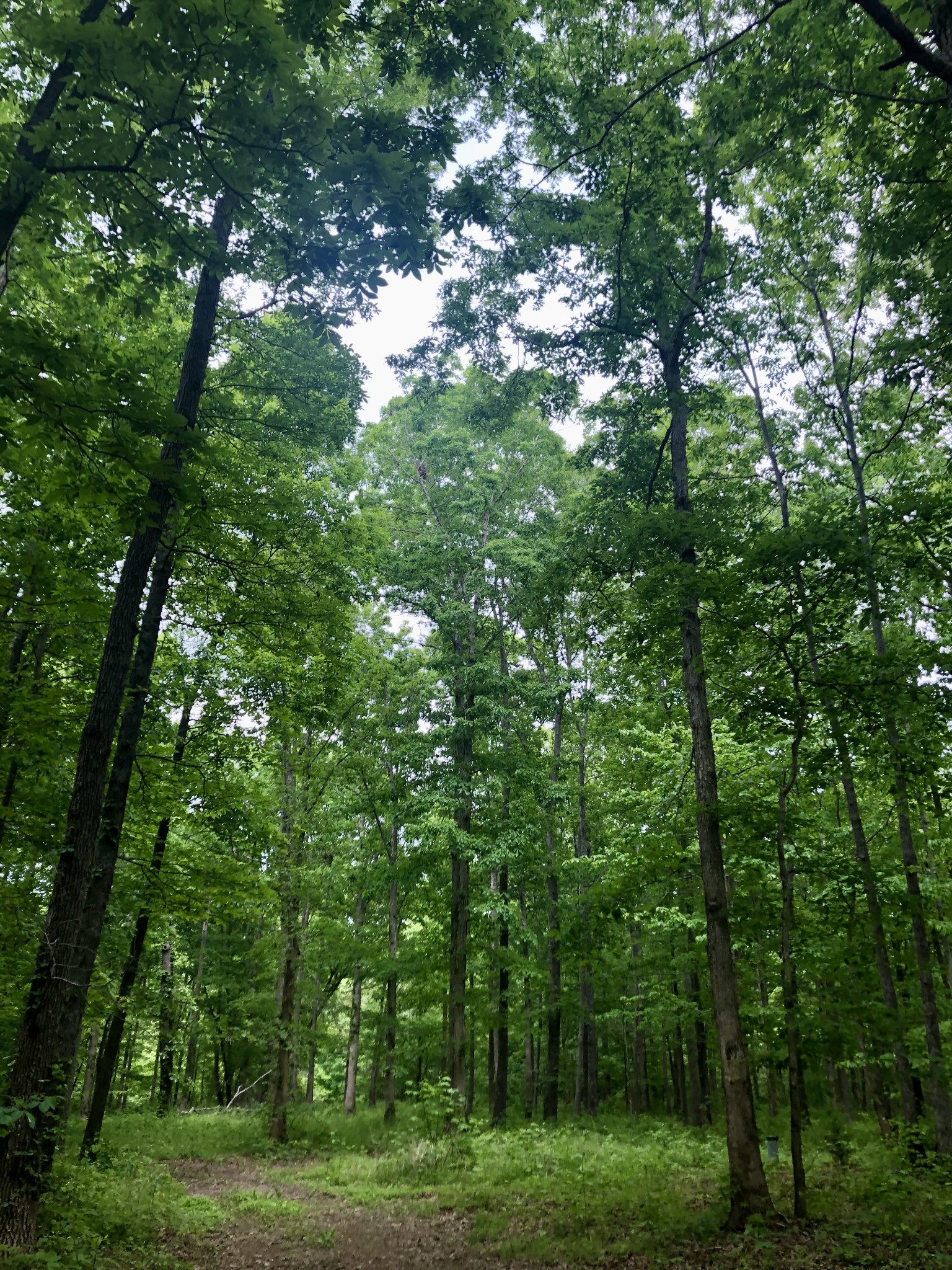 6000 Garrison Springs Road Franklin, TN 37064 - Photo 30 of 37 a view of a city with lush green forest