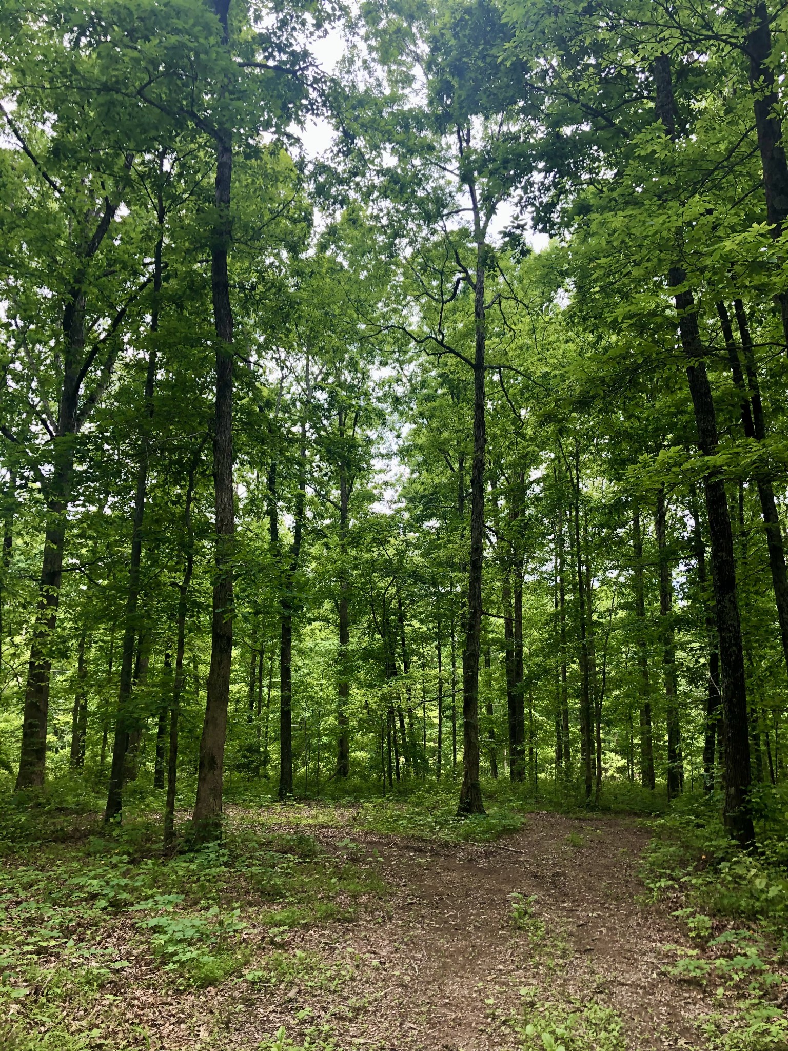 6000 Garrison Springs Road Franklin, TN 37064 - Photo 32 of 37 a big yard with lots of green space and trees