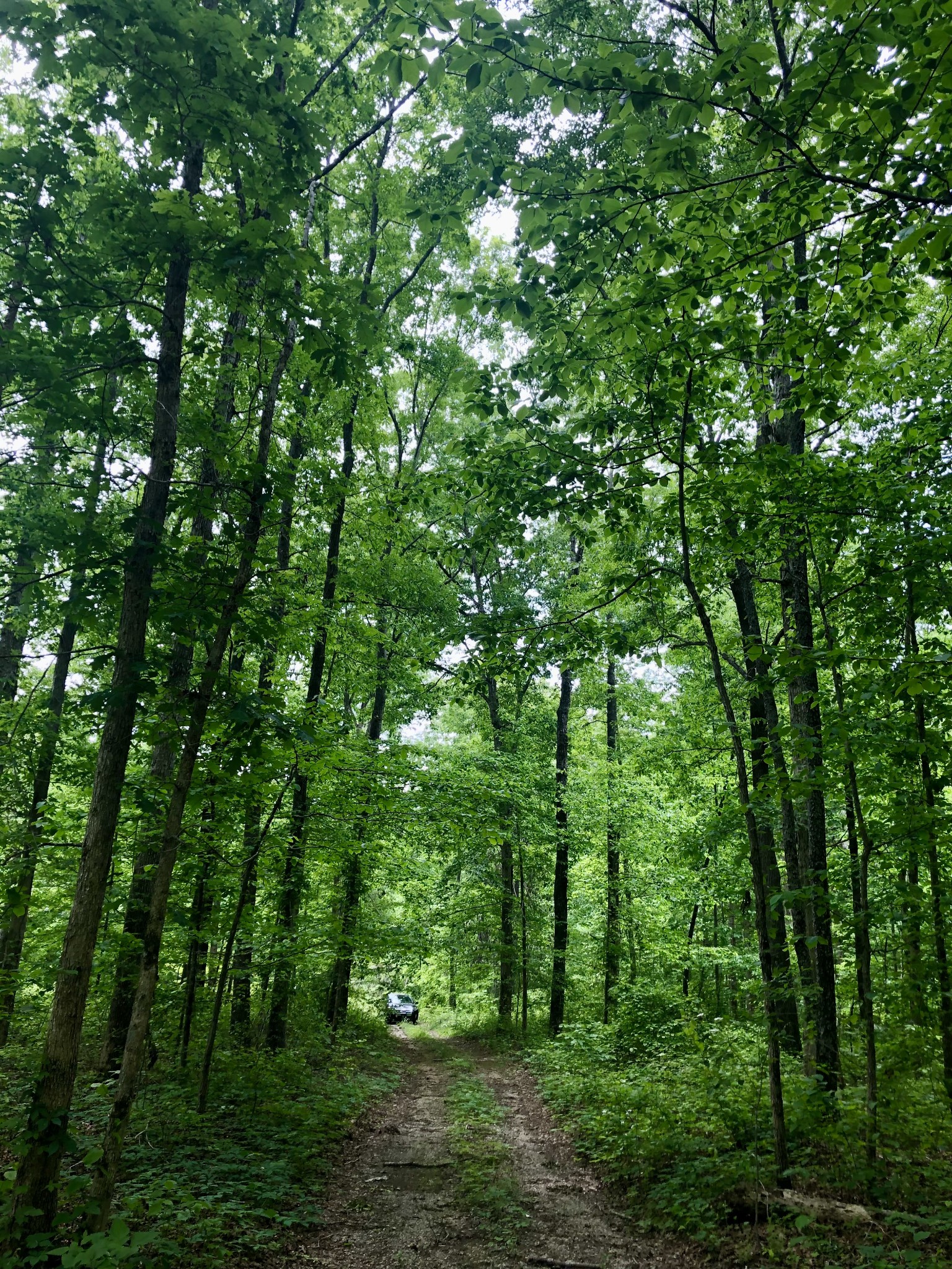 6000 Garrison Springs Road Franklin, TN 37064 - Photo 34 of 37 a view of a lush green forest