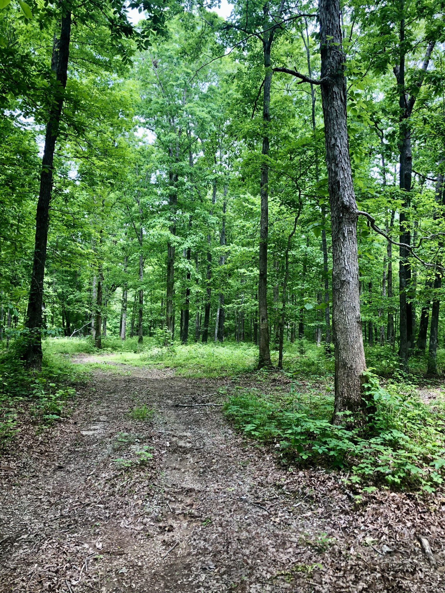 6000 Garrison Springs Road Franklin, TN 37064 - Photo 35 of 37 a view of a forest with trees in the background