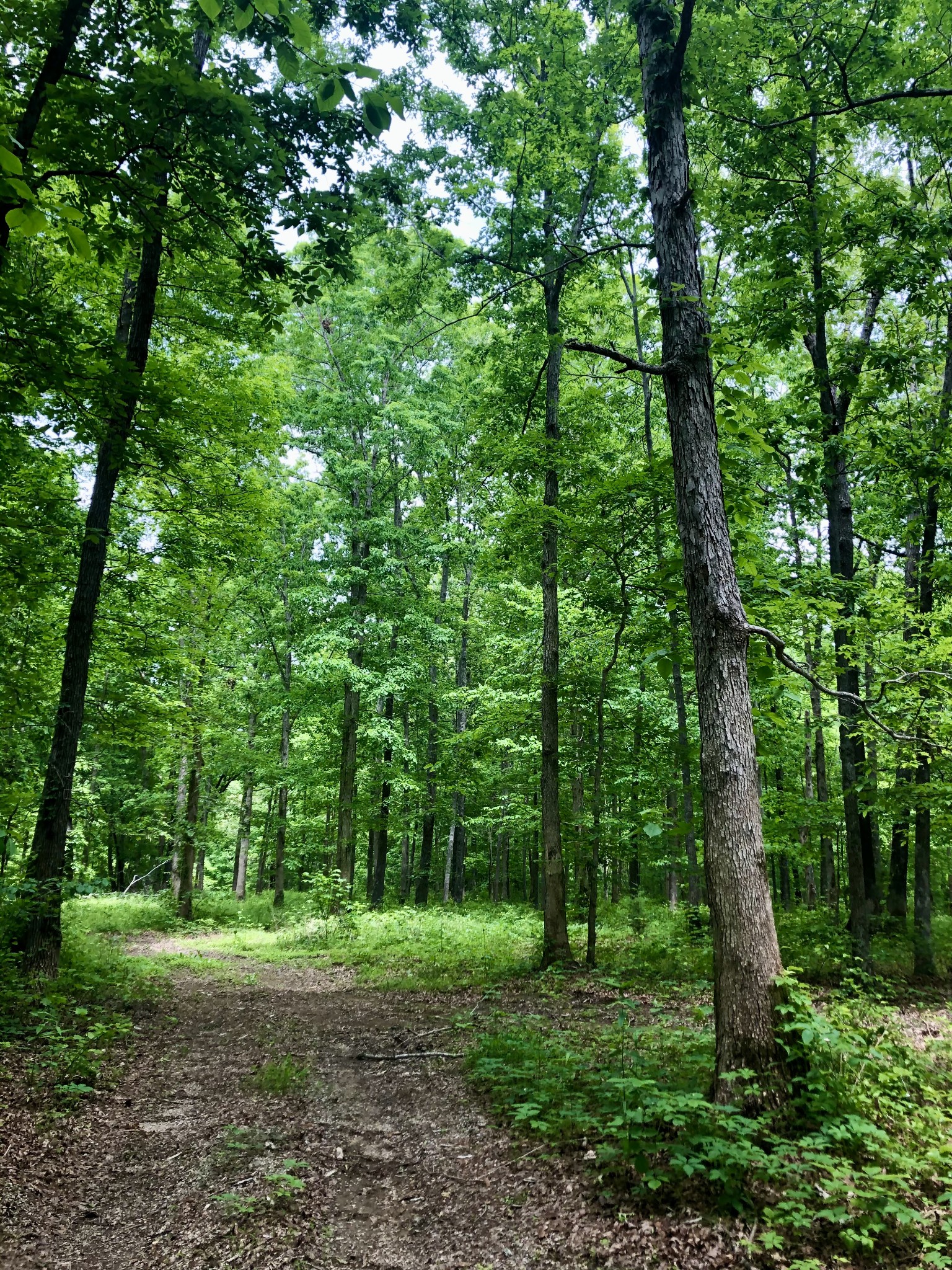 6000 Garrison Springs Road Franklin, TN 37064 - Photo 36 of 37 a big yard with lots of green space and trees