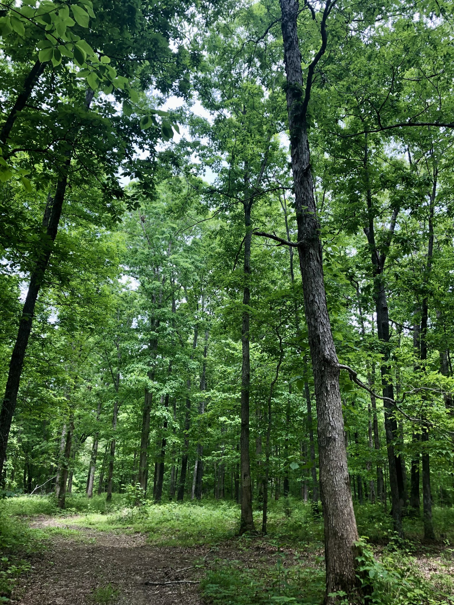 6000 Garrison Springs Road Franklin, TN 37064 - Photo 37 of 37 a view of a forest