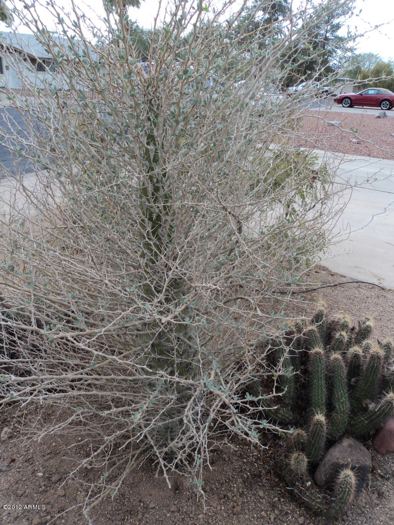 8202 East Granada Road Scottsdale, AZ 85257 - Photo 4 of 19 DSC02865