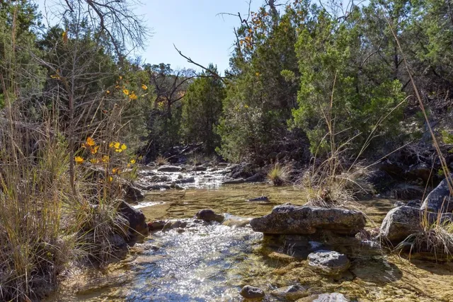 a view of a tree with some trees