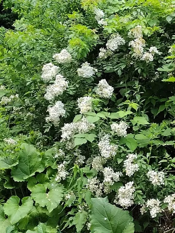 $485,000 | 150 Webster Avenue, Unit 3, Chelsea, MA 02150