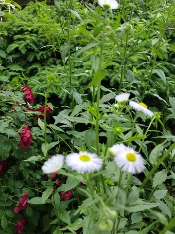 $485,000 | 150 Webster Avenue, Unit 3, Chelsea, MA 02150