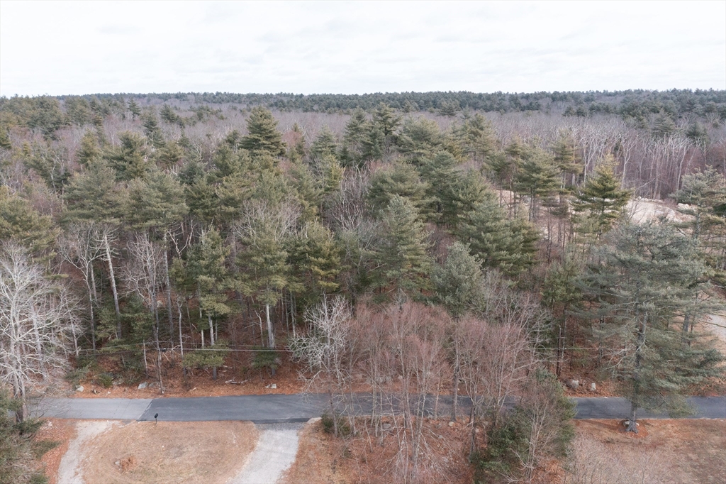 a view of a forest with trees in the background