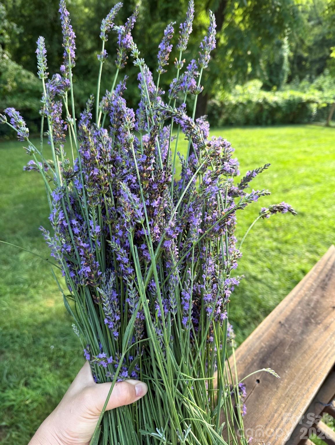 65 Owenby Road Candler, NC 28715 - Photo 15 of 48 a view of a garden with plants