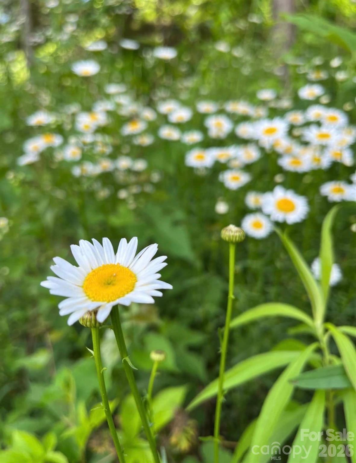 65 Owenby Road Candler, NC 28715 - Photo 16 of 48