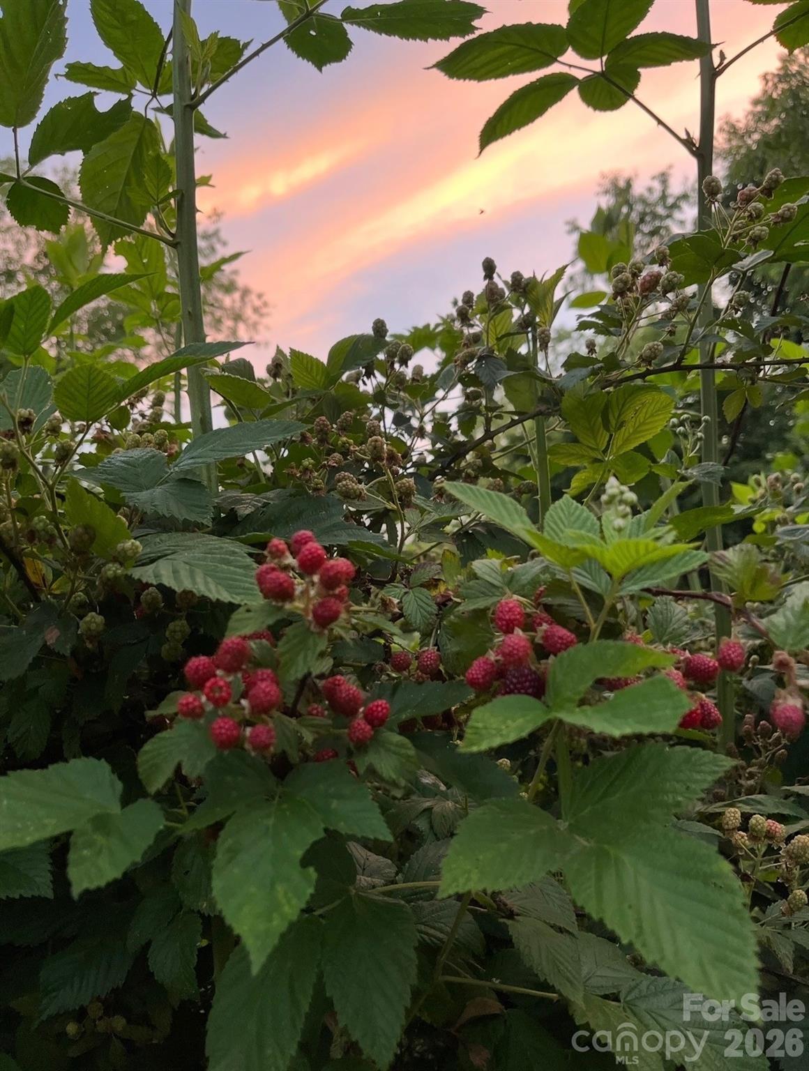 65 Owenby Road Candler, NC 28715 - Photo 9 of 48 a view of a flower