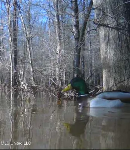 $2,820,000 | 3104 Booger Bottom Creek, West, MS 39192