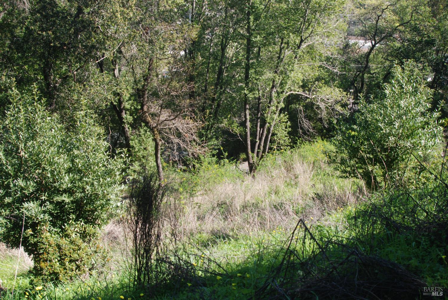 59 Fair Drive San Rafael, CA 94901 - Photo 7 of 12 a view of a forest