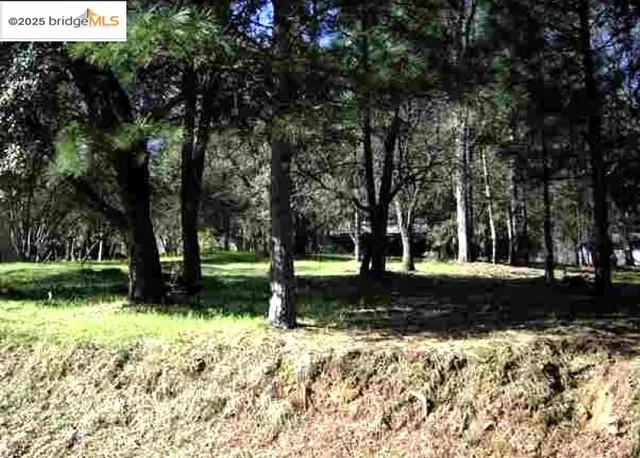 a view of a yard with a tree