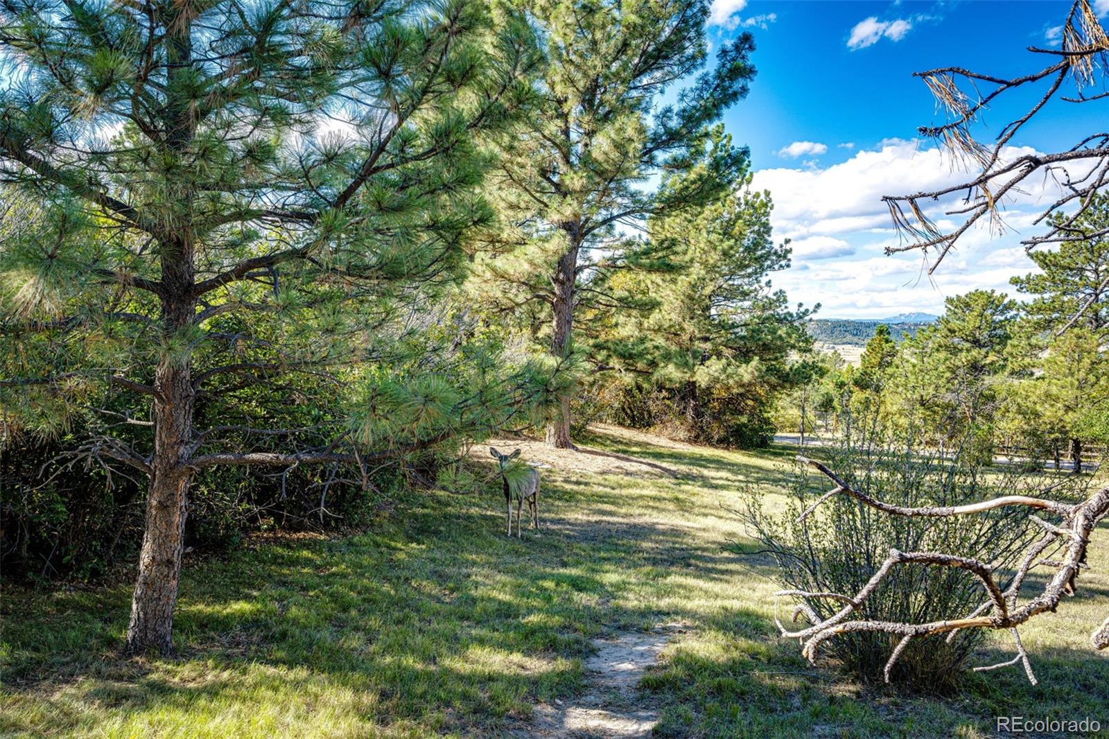 7417 Rafter Road Franktown, CO 80116 - Photo 30 of 37 a view of a yard