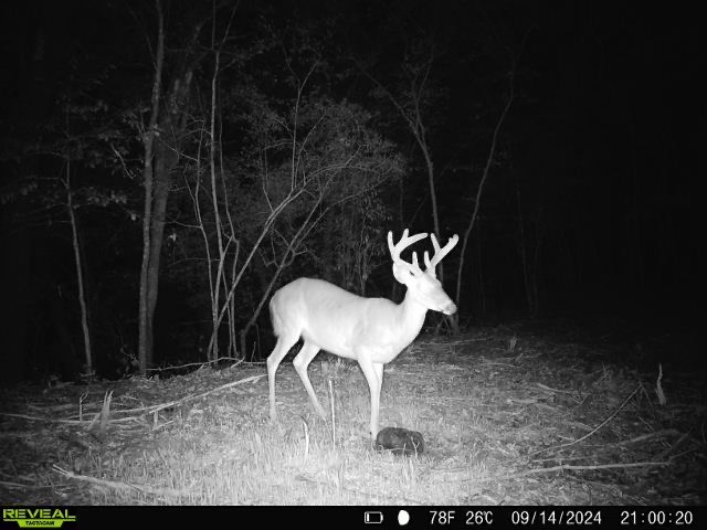 202-acres Columbus Holley Road Samson, AL 36477 - Photo 26 of 50