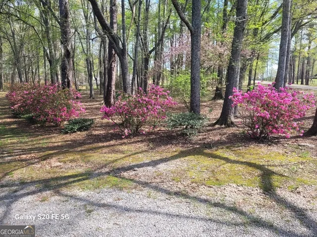 a view of a backyard with plants and large trees