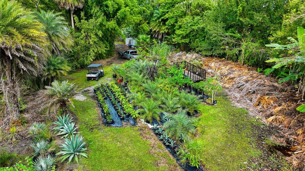 725 Cypress Road St. Augustine, FL 32086 - Photo 6 of 29 a plant that is in a garden