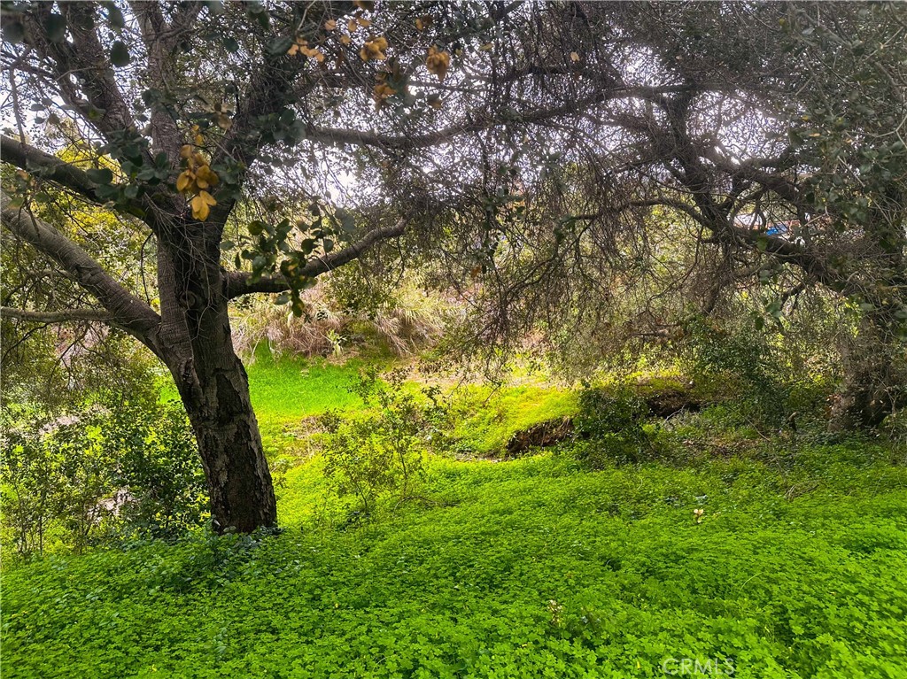 1955 Friendly Drive Vista, CA 92084 - Photo 69 of 75 Spring time green