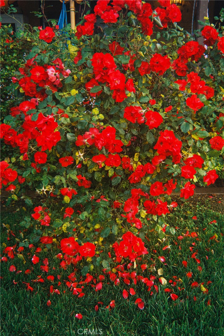 1955 Friendly Drive Vista, CA 92084 - Photo 74 of 75 Landscaping