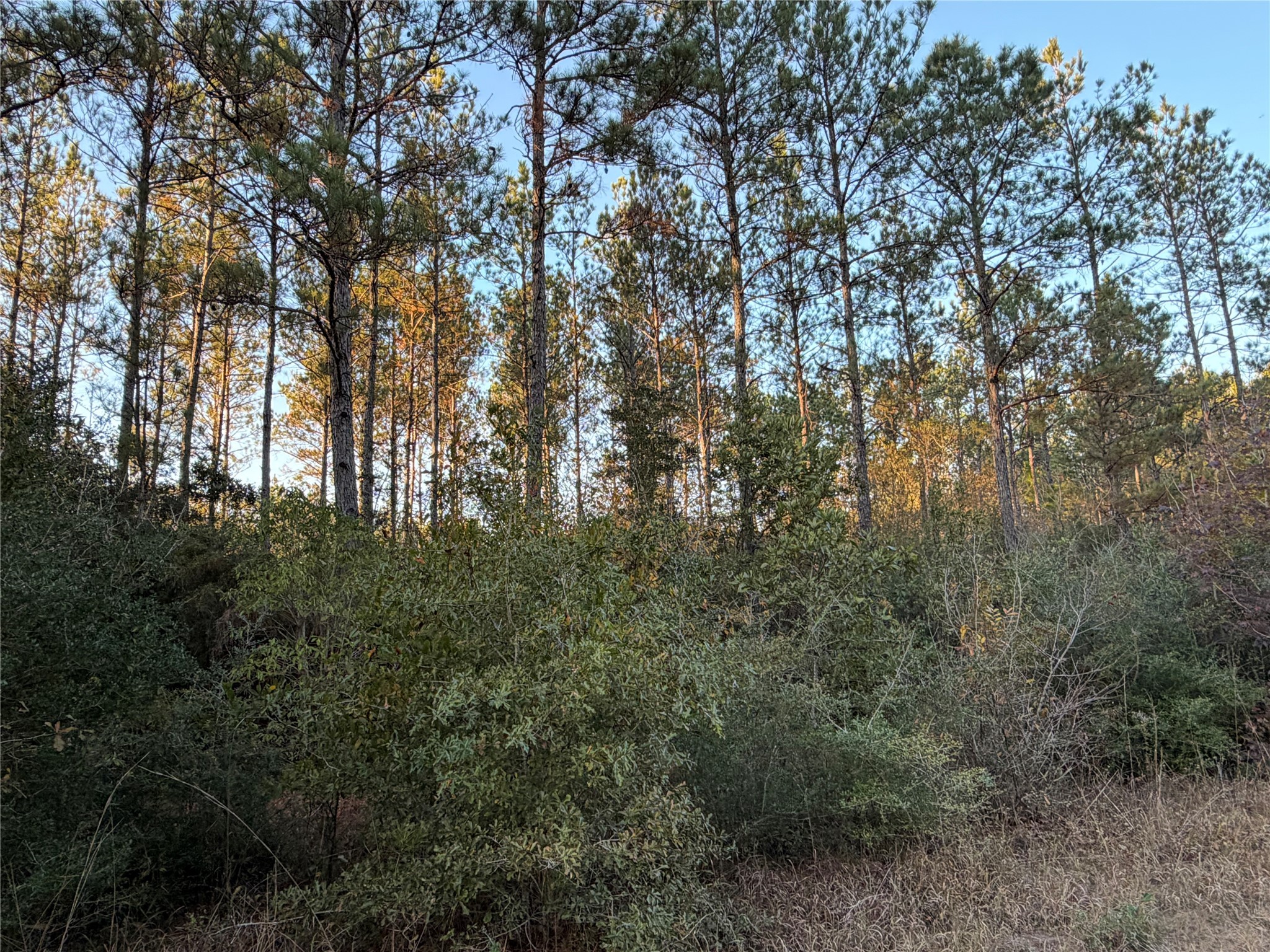 Lot 39 Carter Ranch Road Kountze, TX 77625 - Photo 2 of 7 a view of forest