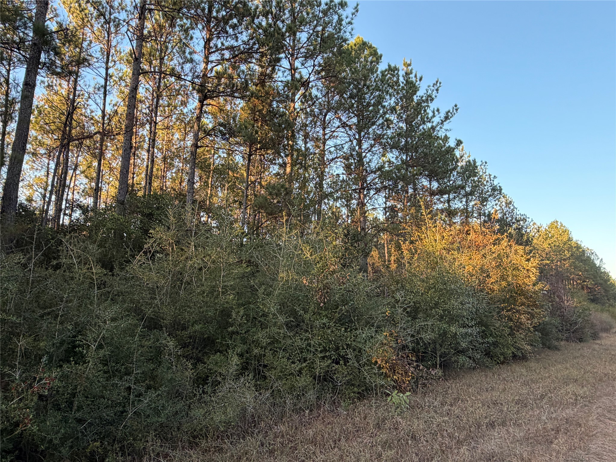 Lot 39 Carter Ranch Road Kountze, TX 77625 - Photo 3 of 7 a view of a forest with trees in the background