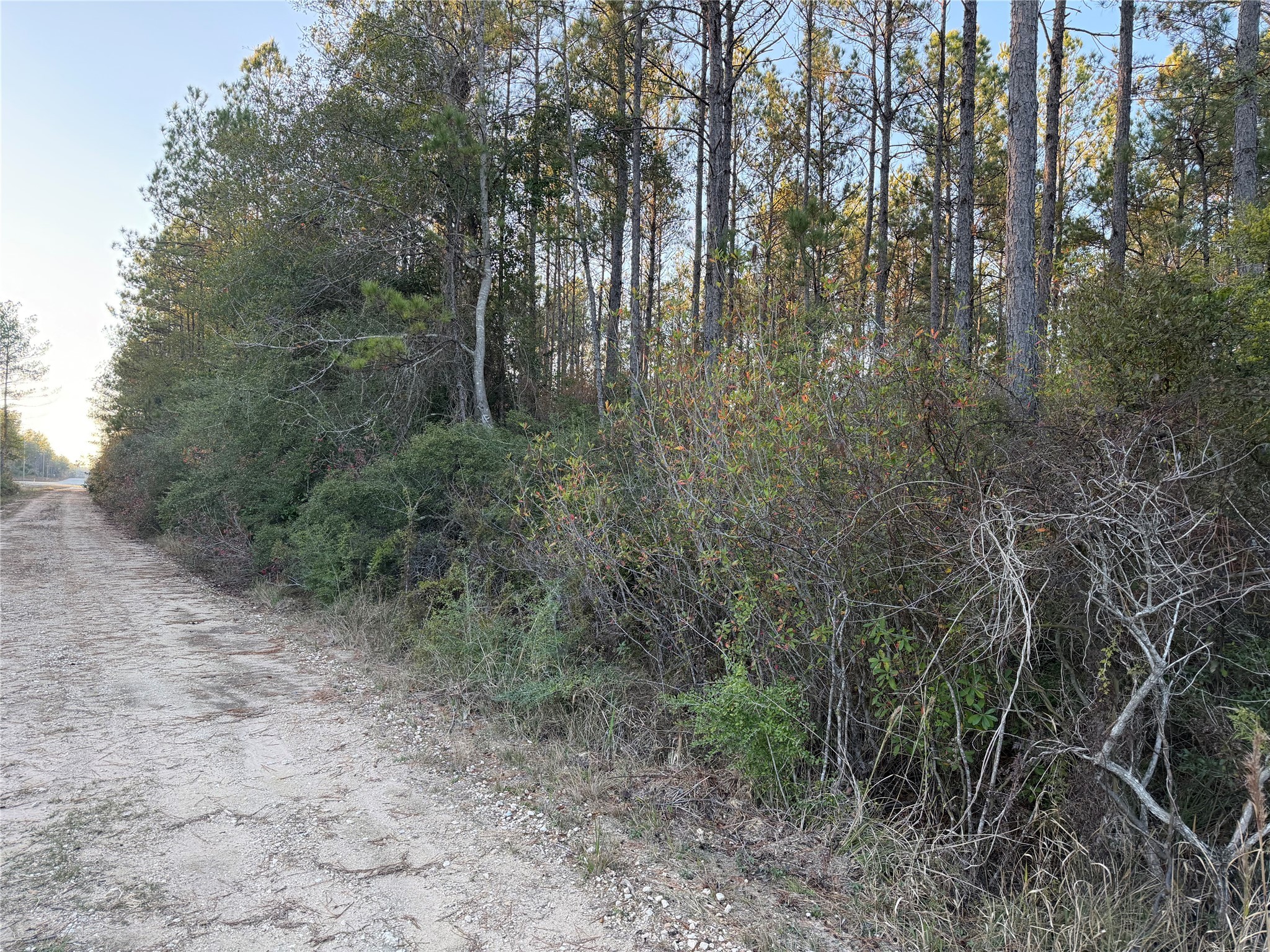 Lot 39 Carter Ranch Road Kountze, TX 77625 - Photo 5 of 7 a view of forest