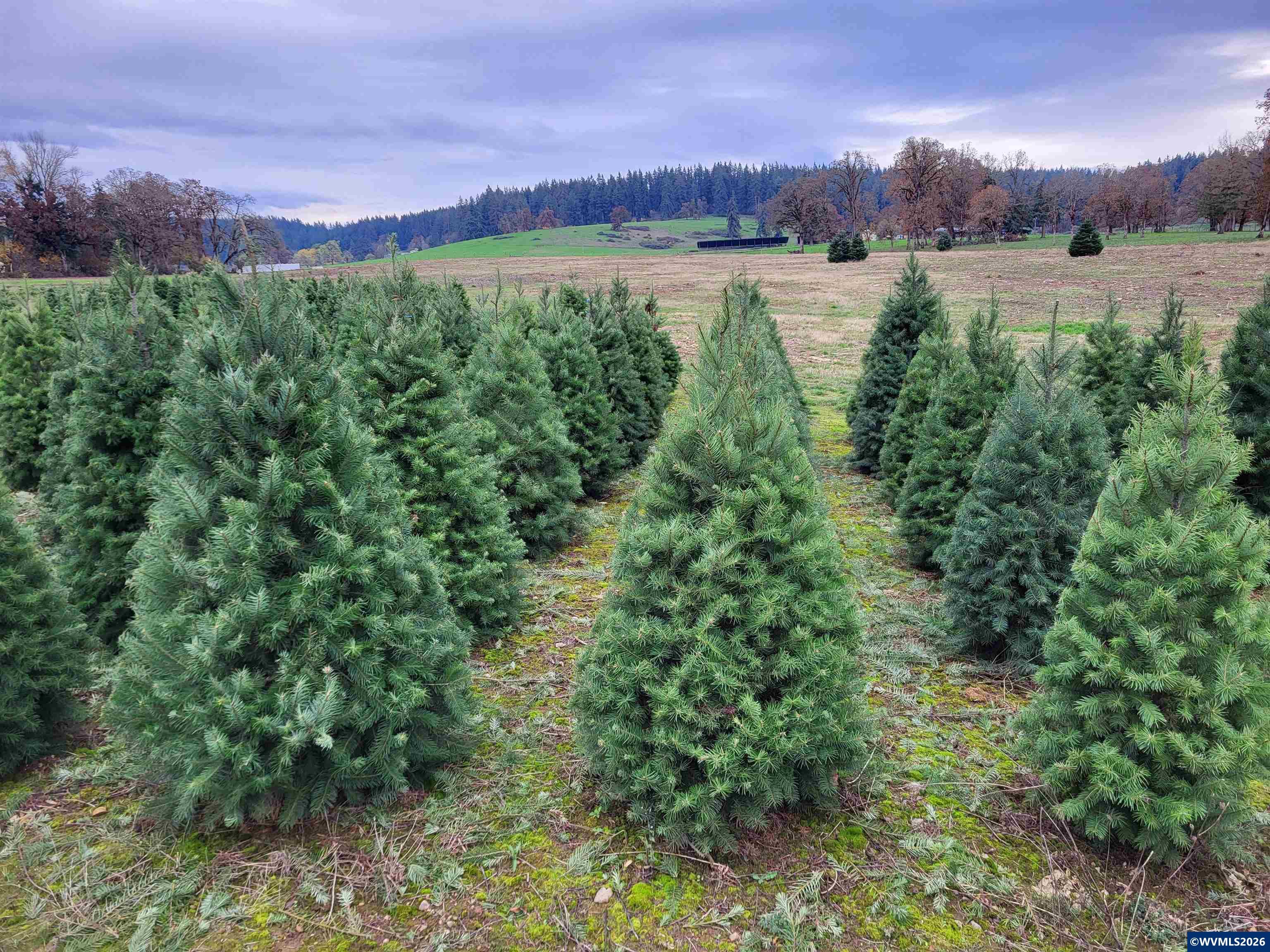 38591 Gilkey Road Scio, OR 97374 - Photo 22 of 25