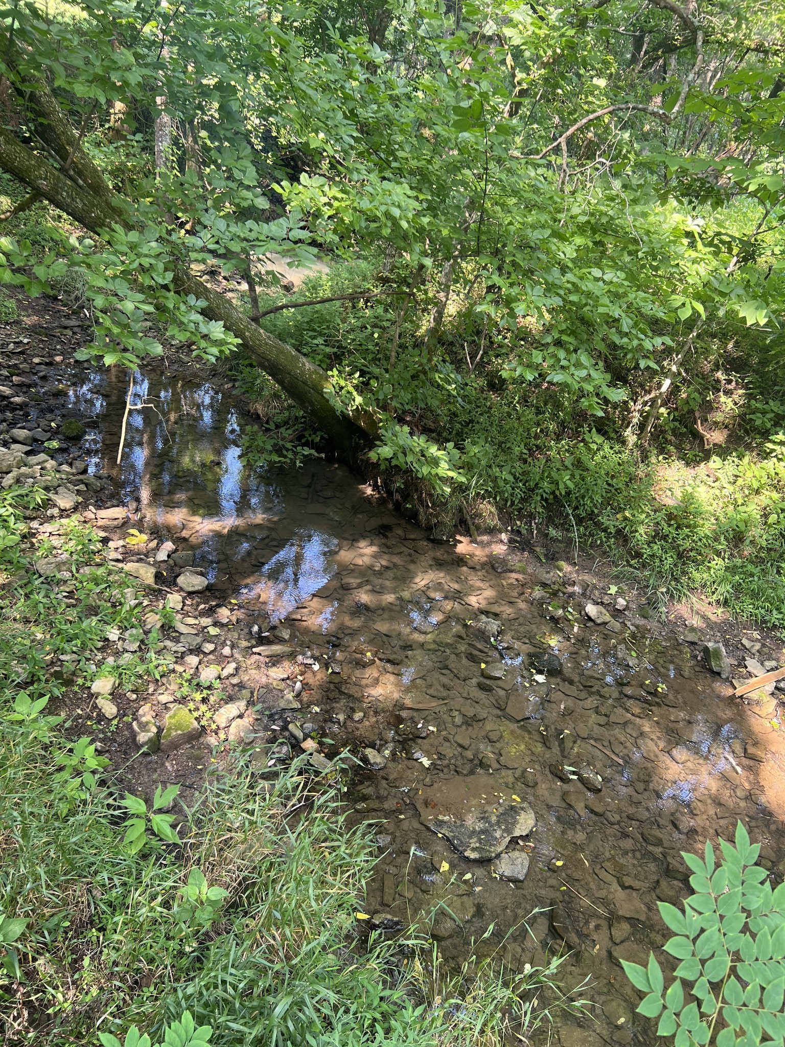 a view of a forest with trees