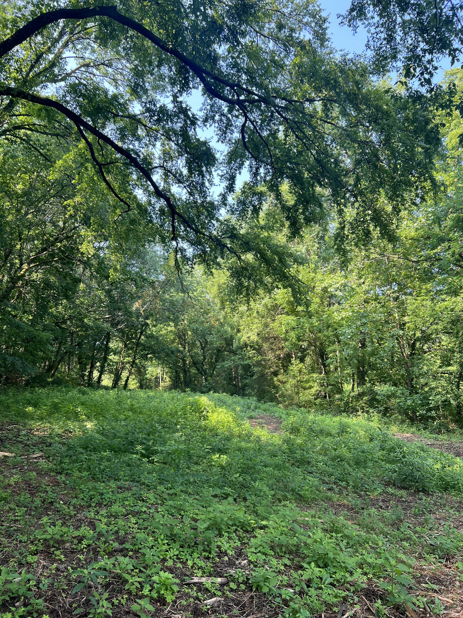 0 Shop Springs Road Watertown, TN 37184 - Photo 11 of 26 a view of a green field with lots of bushes