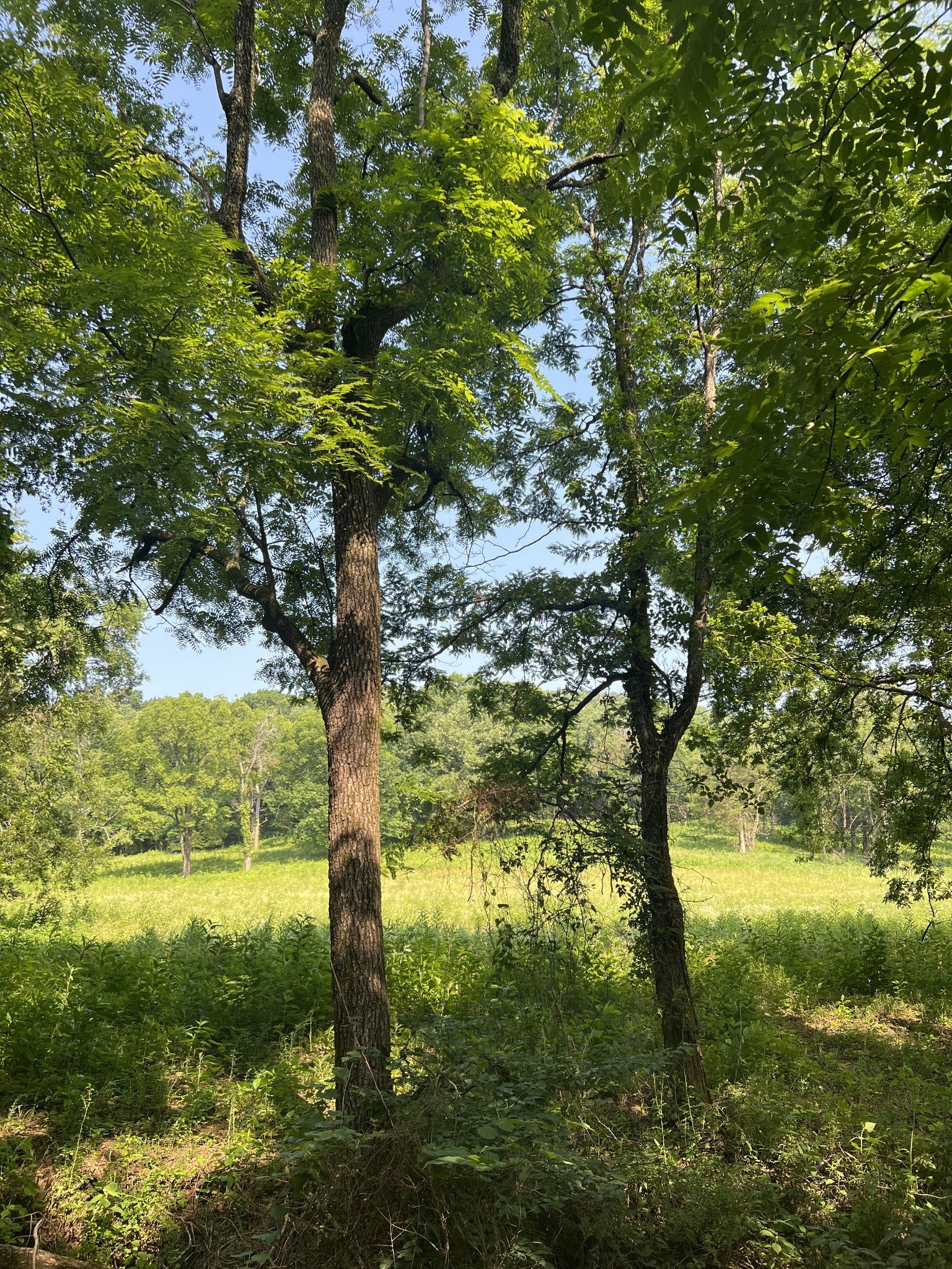 0 Shop Springs Road Watertown, TN 37184 - Photo 12 of 26 a tree in the middle of a yard
